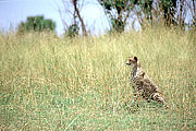 Picture 'KT1_03_06 Cheetah, Kenya, Masai Mara'